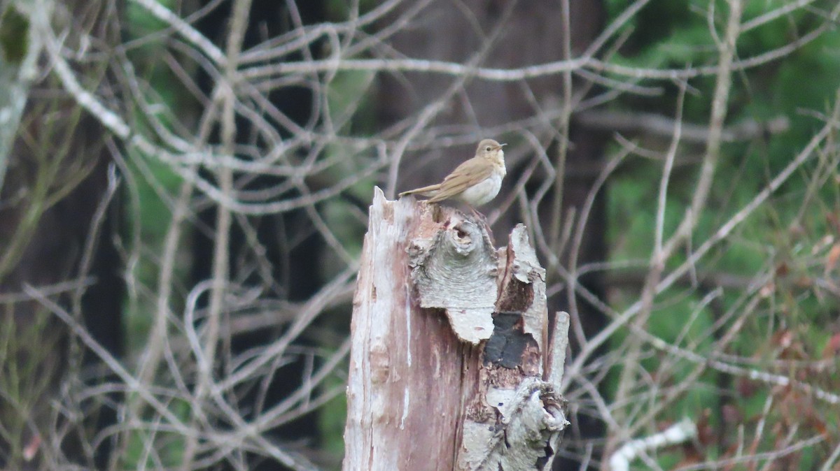 Swainson's Thrush - ML642867293