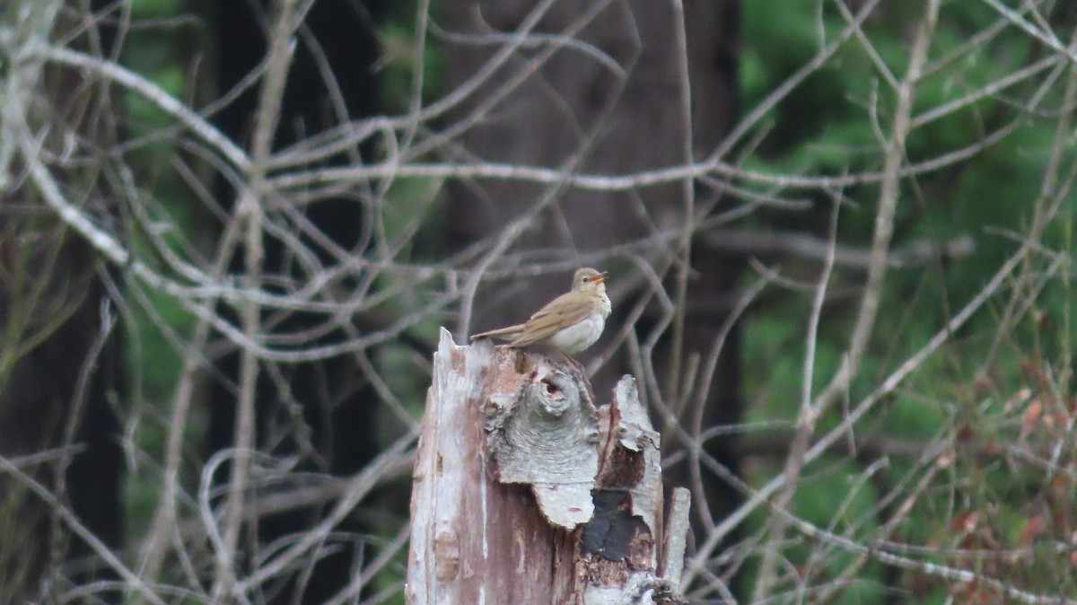Swainson's Thrush - ML642867294