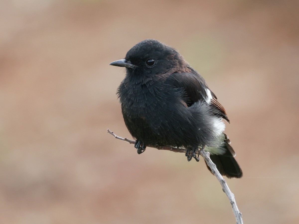 Pied Bushchat - ML642867299