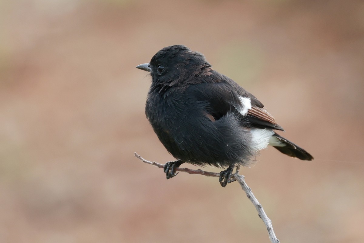 Pied Bushchat - ML642867300