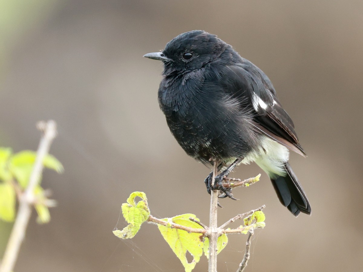 Pied Bushchat - ML642867301