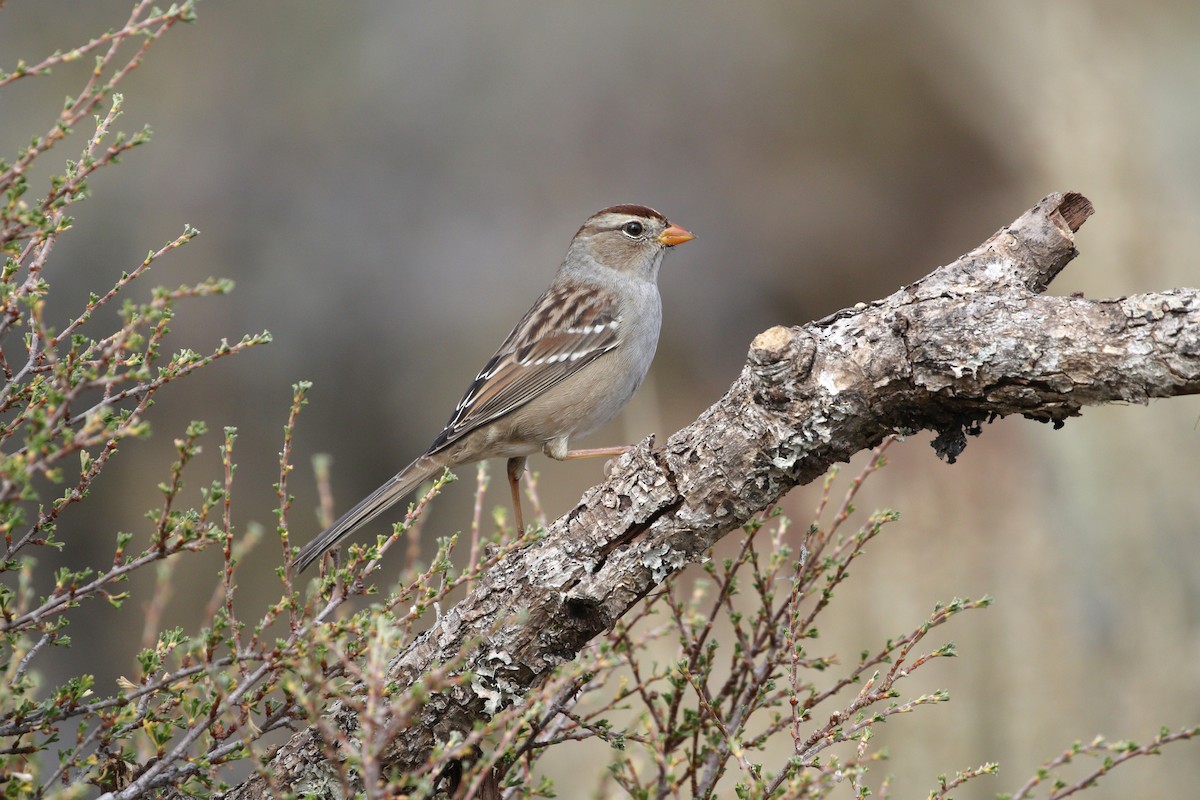 White-crowned Sparrow - ML642867302