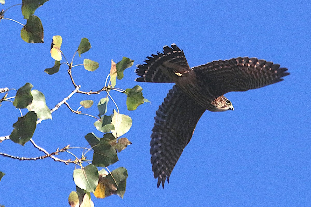 Merlin (Taiga) - ML642867315