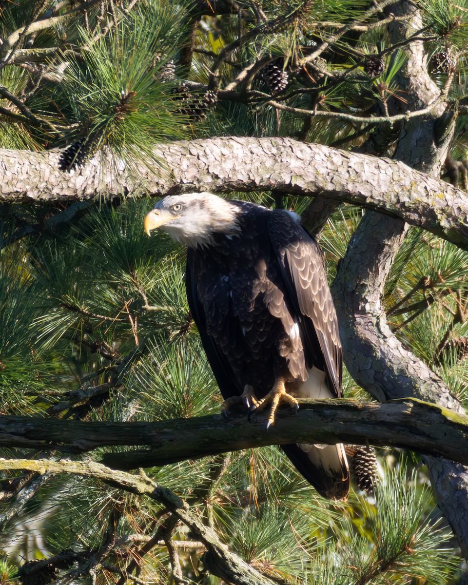 Weißkopf-Seeadler - ML642867318
