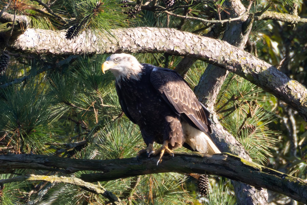 Weißkopf-Seeadler - ML642867319