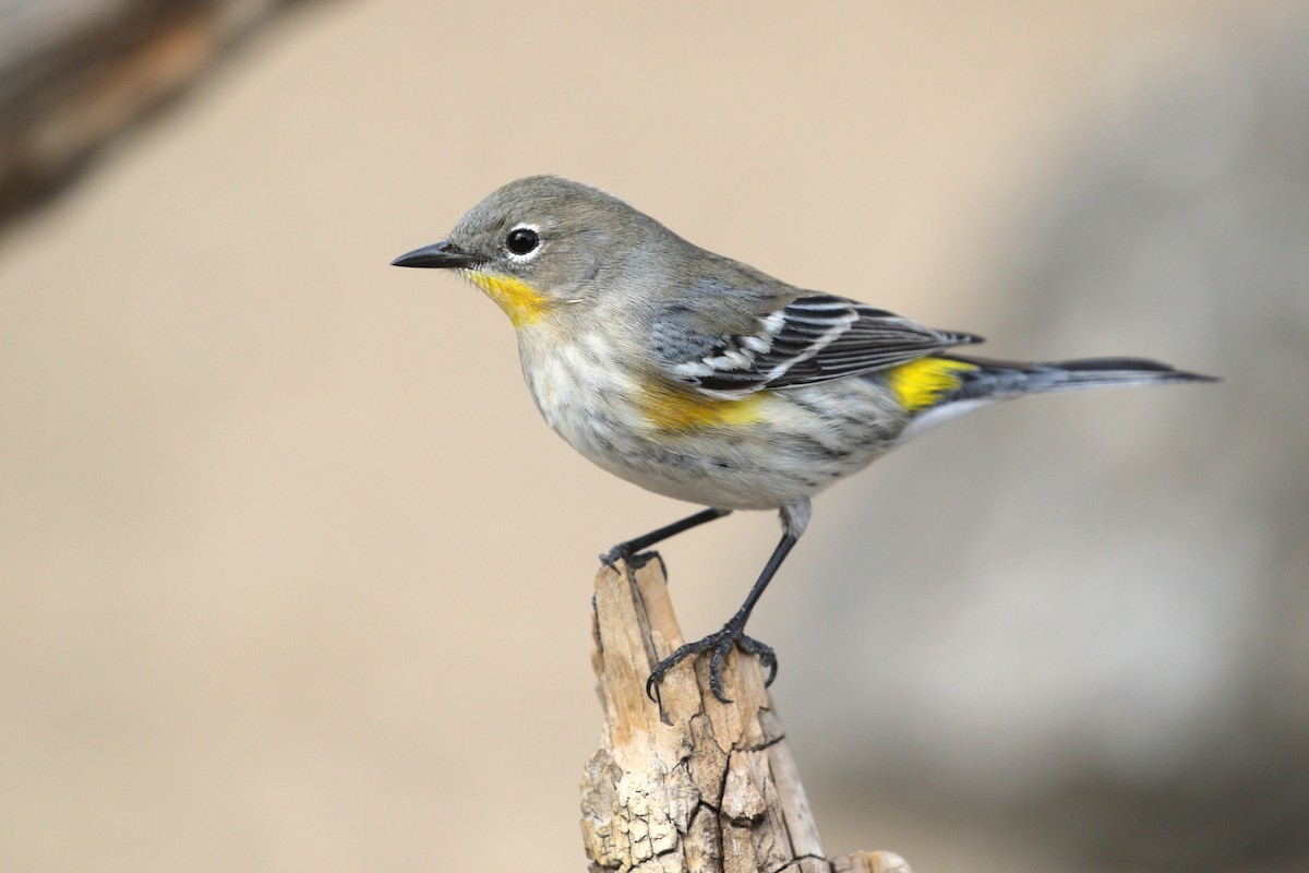 Yellow-rumped Warbler (Audubon's) - ML642867320