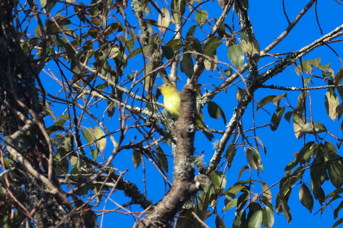 Scarlet Tanager - ML642867322