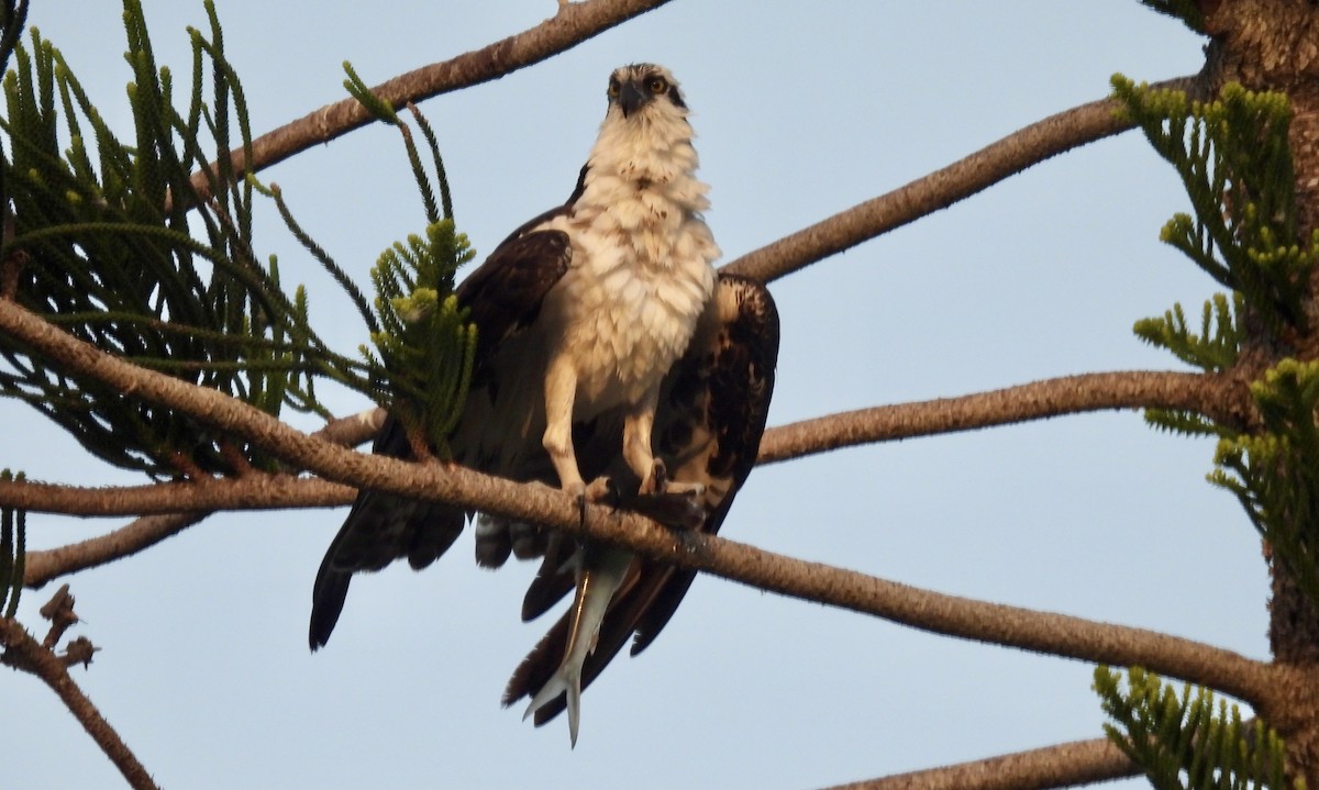 Osprey - ML642867328