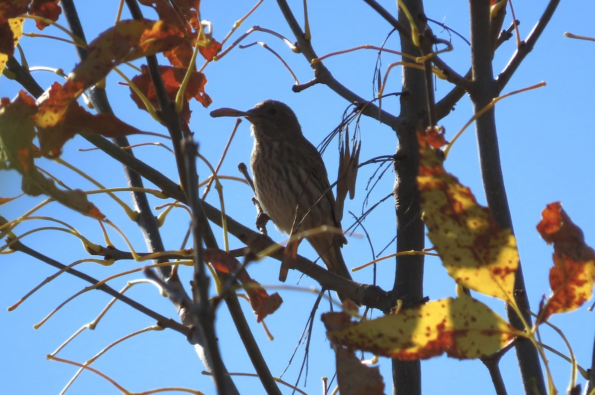 House Finch - ML642867330