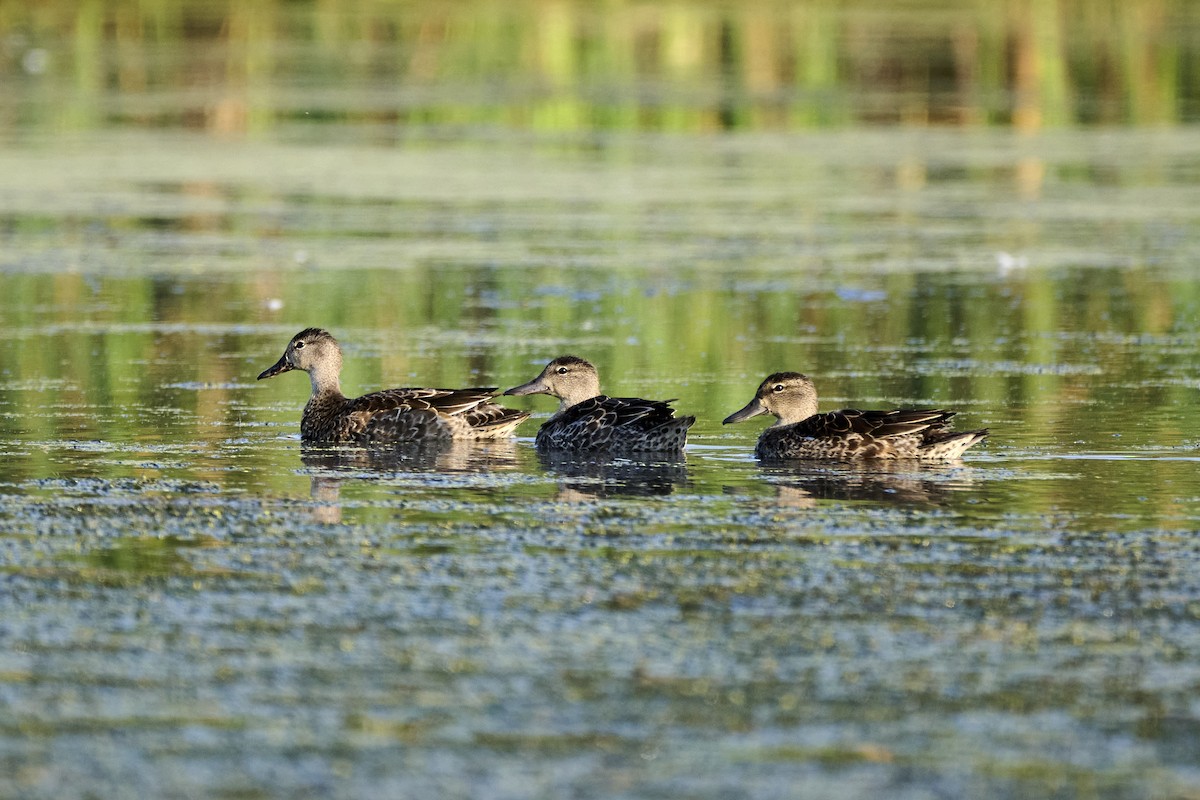 Blue-winged Teal - ML642867333
