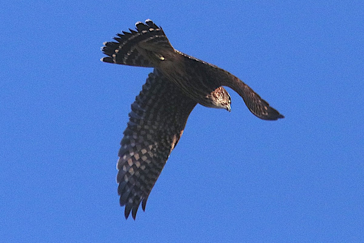 Merlin (Taiga) - ML642867335