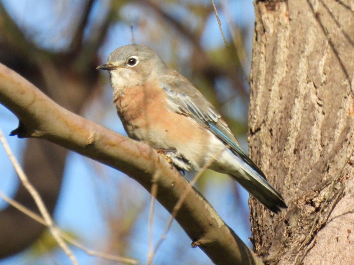 Western Bluebird - ML642867340