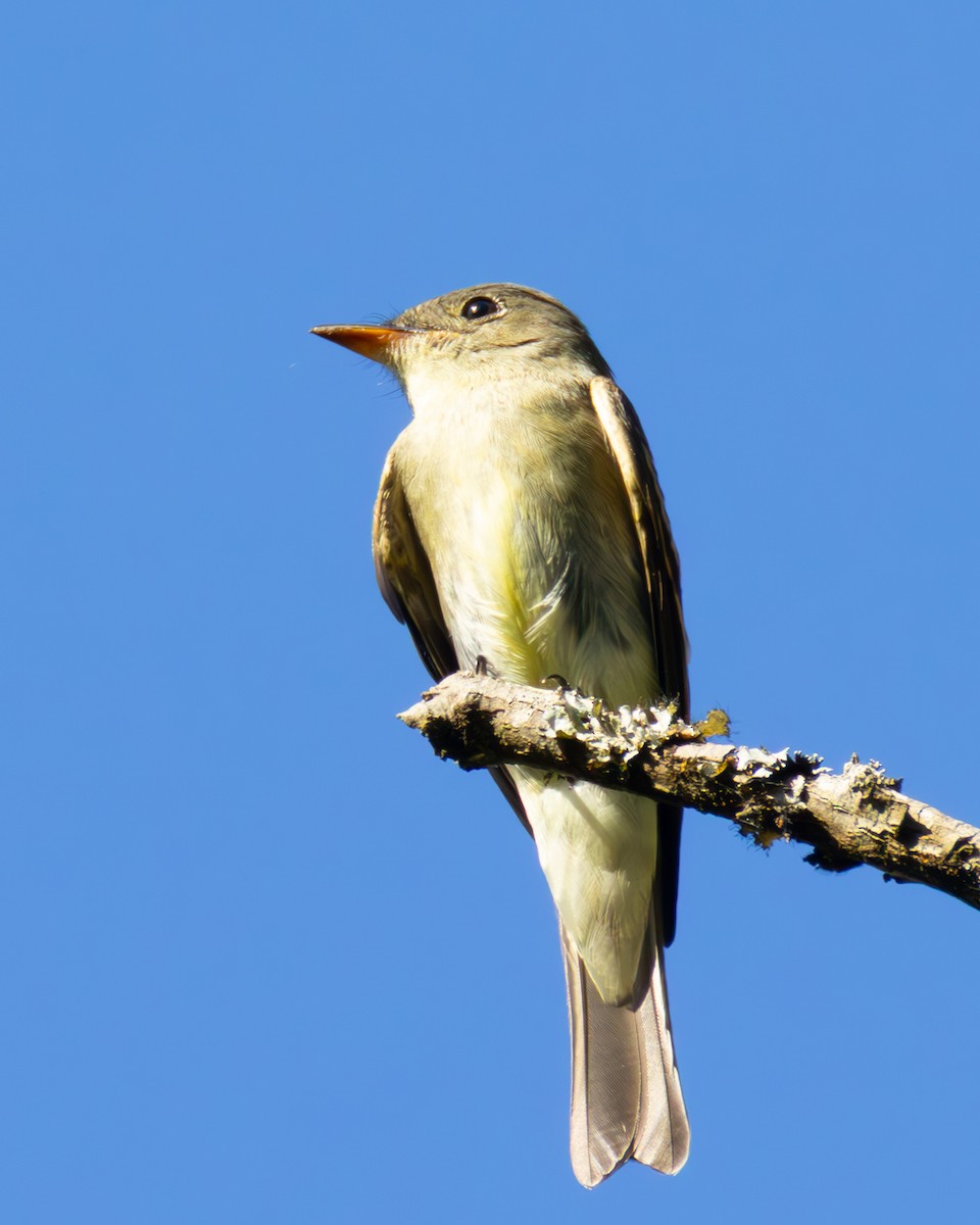 Hellbauch-Schnäppertyrann - ML642867344