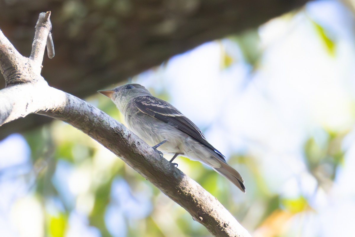 Hellbauch-Schnäppertyrann - ML642867345