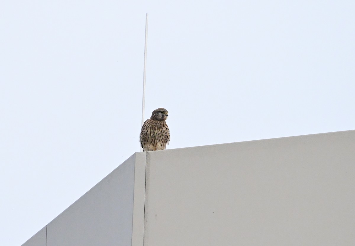 Eurasian Kestrel - ML642867350