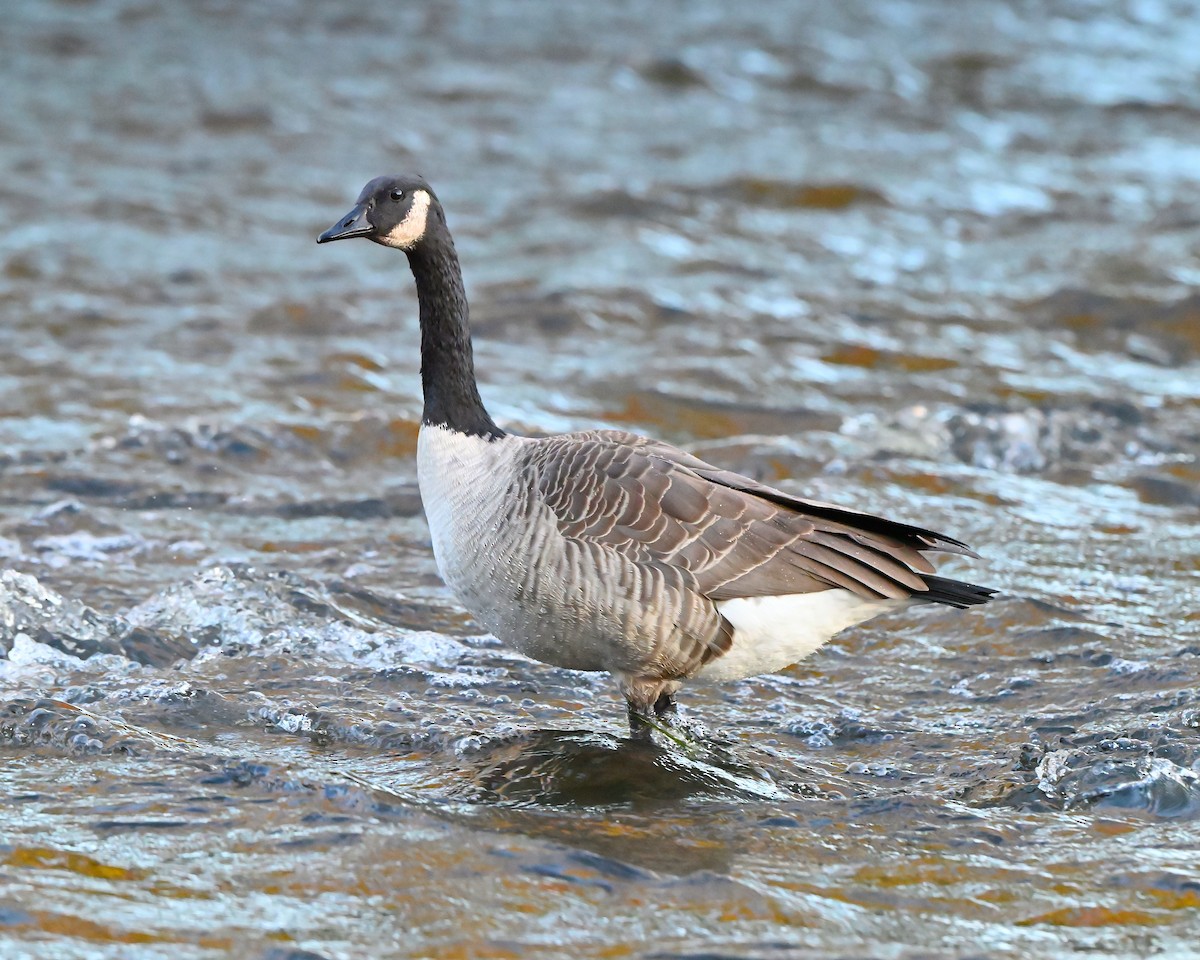 Branta kanadar handia - ML642867351