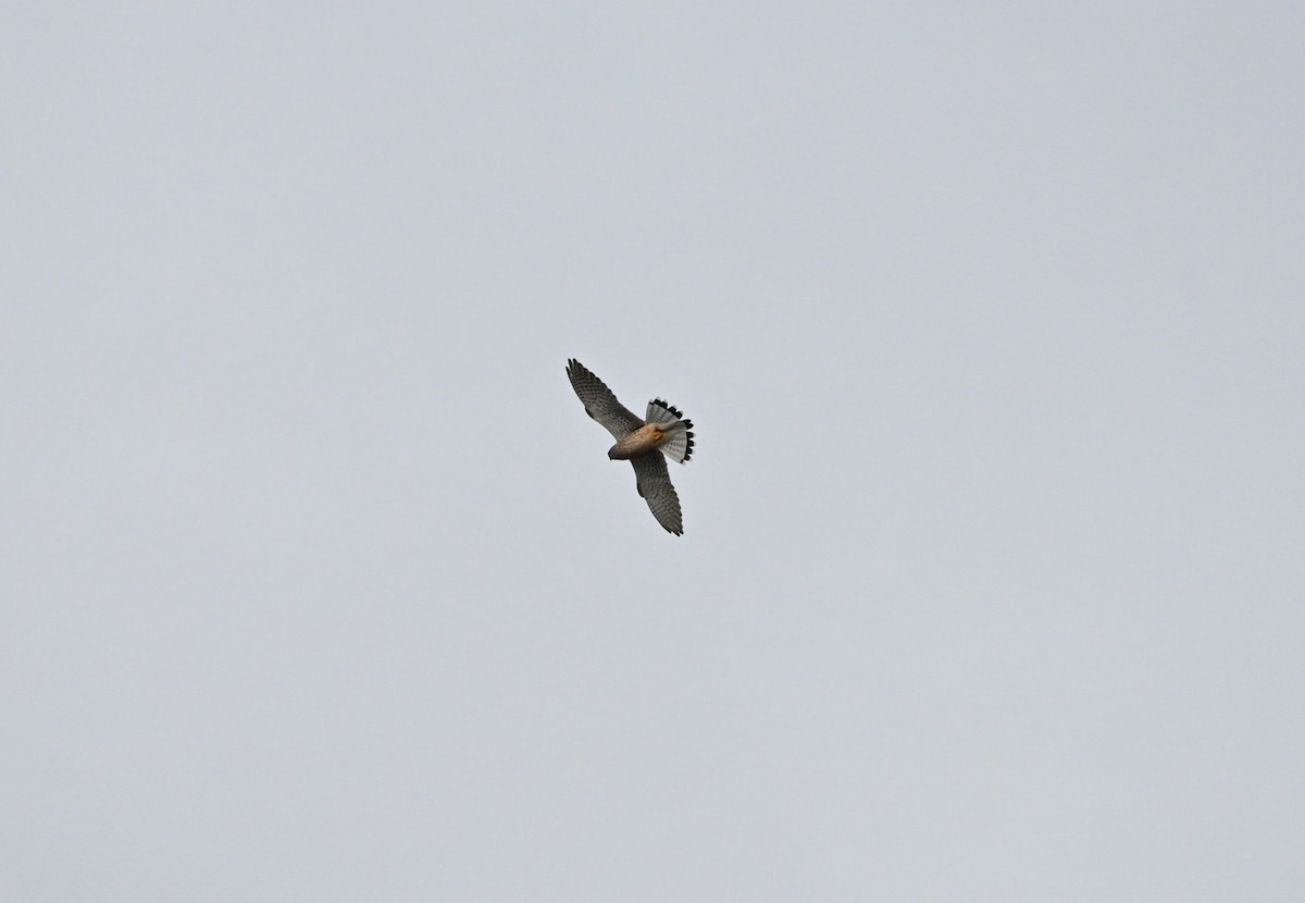 Eurasian Kestrel - ML642867356