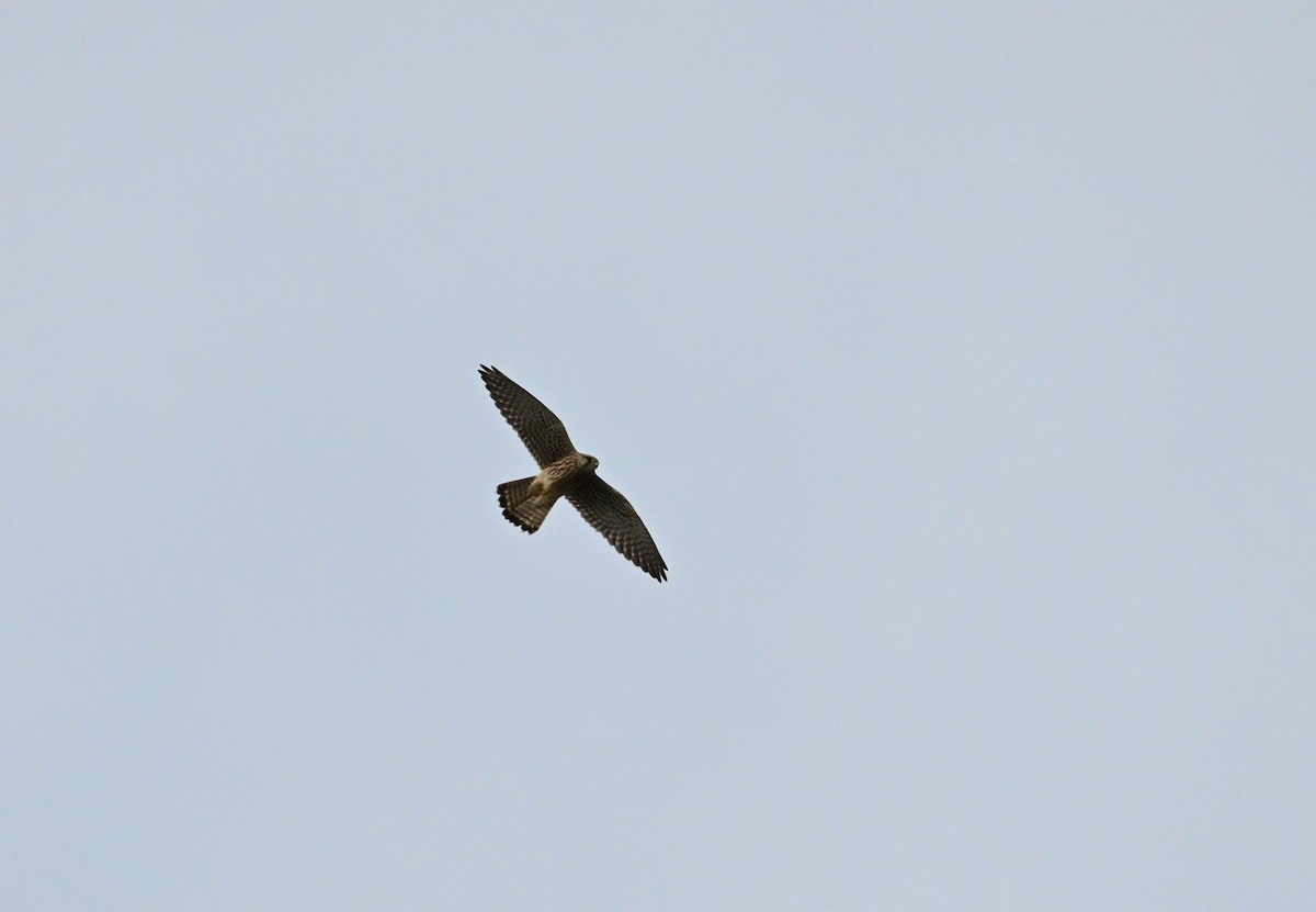 Eurasian Kestrel - ML642867357