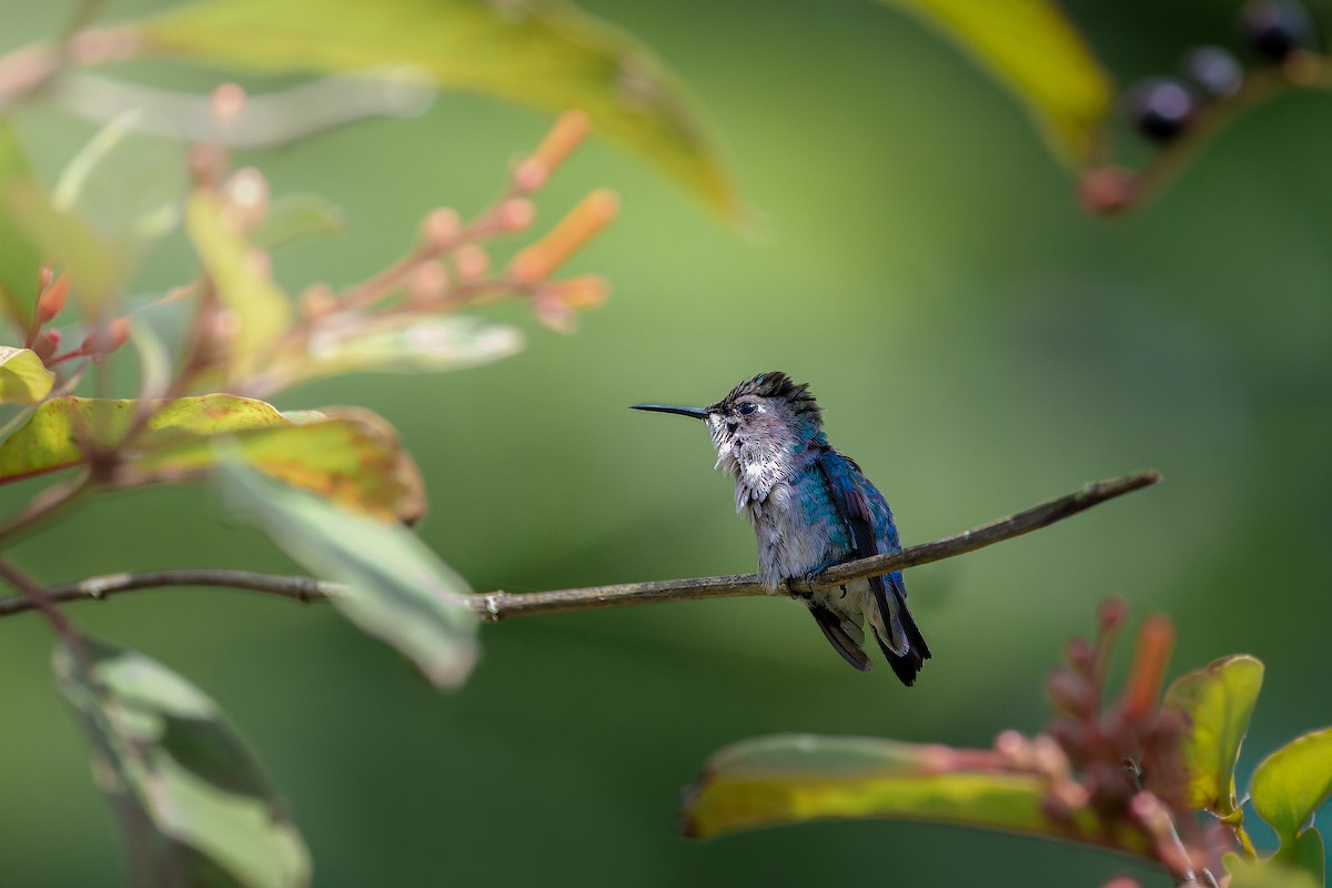 Bee Hummingbird - ML642867358