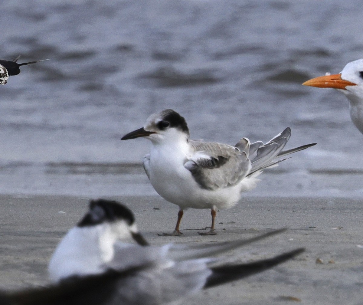 Common Tern - ML642867364