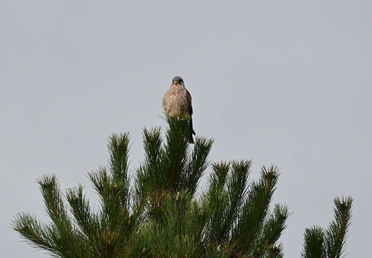 Eurasian Kestrel - ML642867365