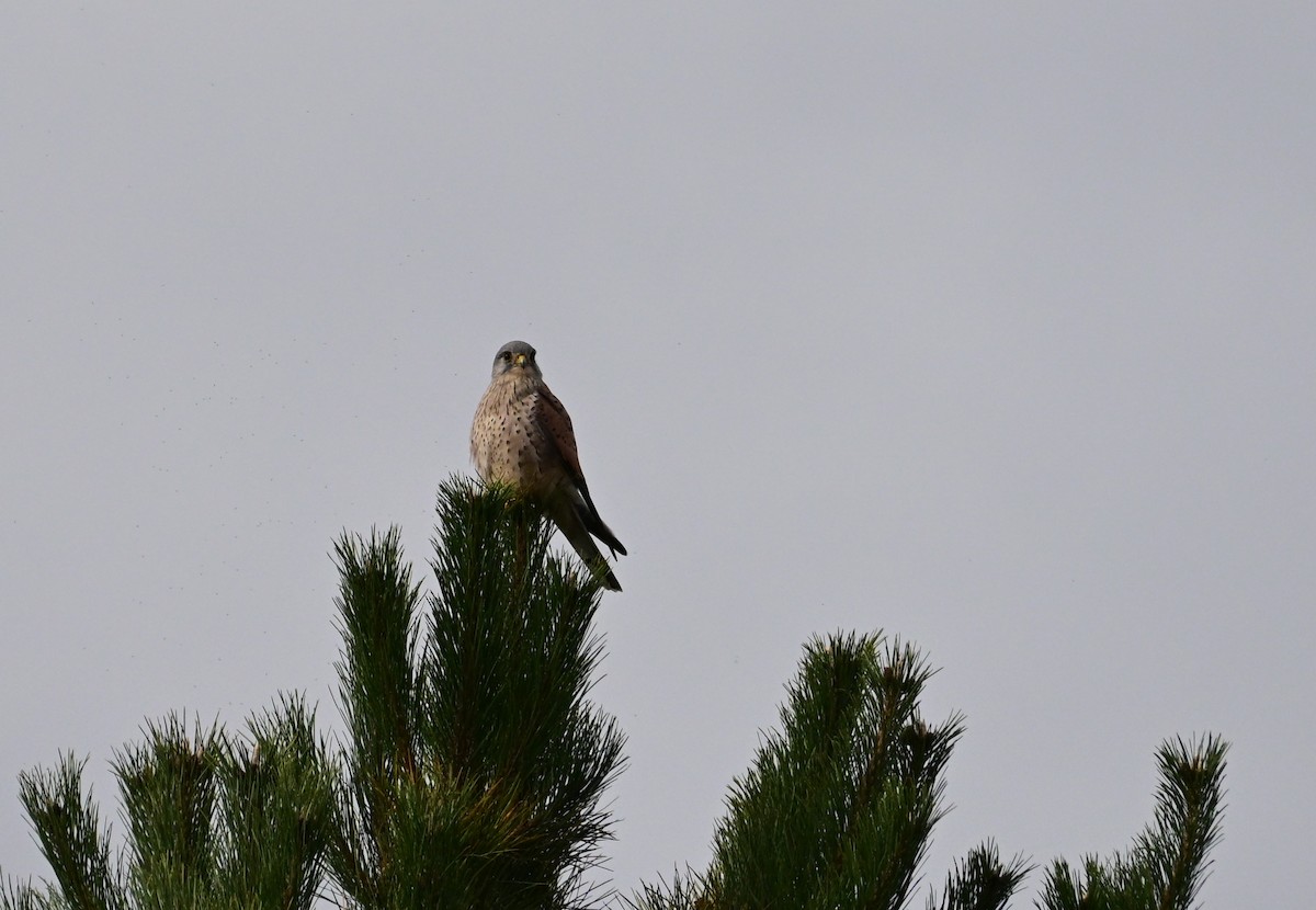 Eurasian Kestrel - ML642867366