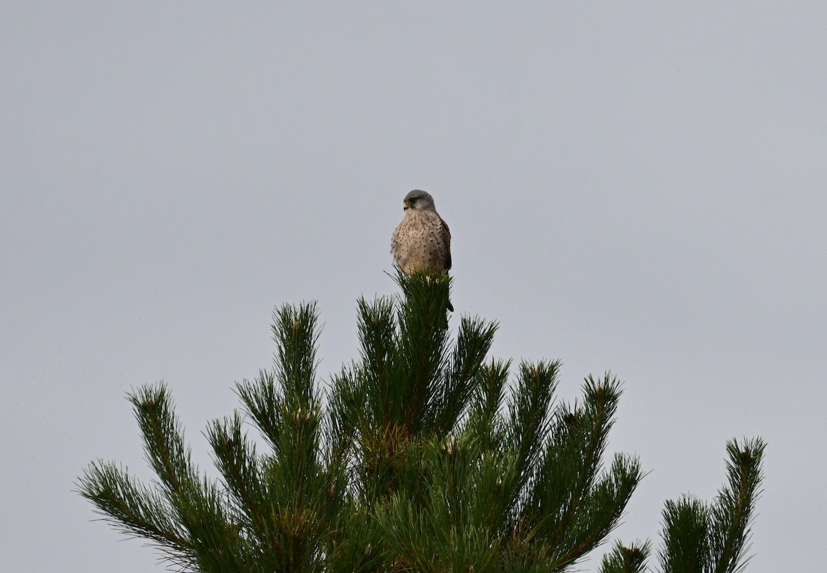 Eurasian Kestrel - ML642867367