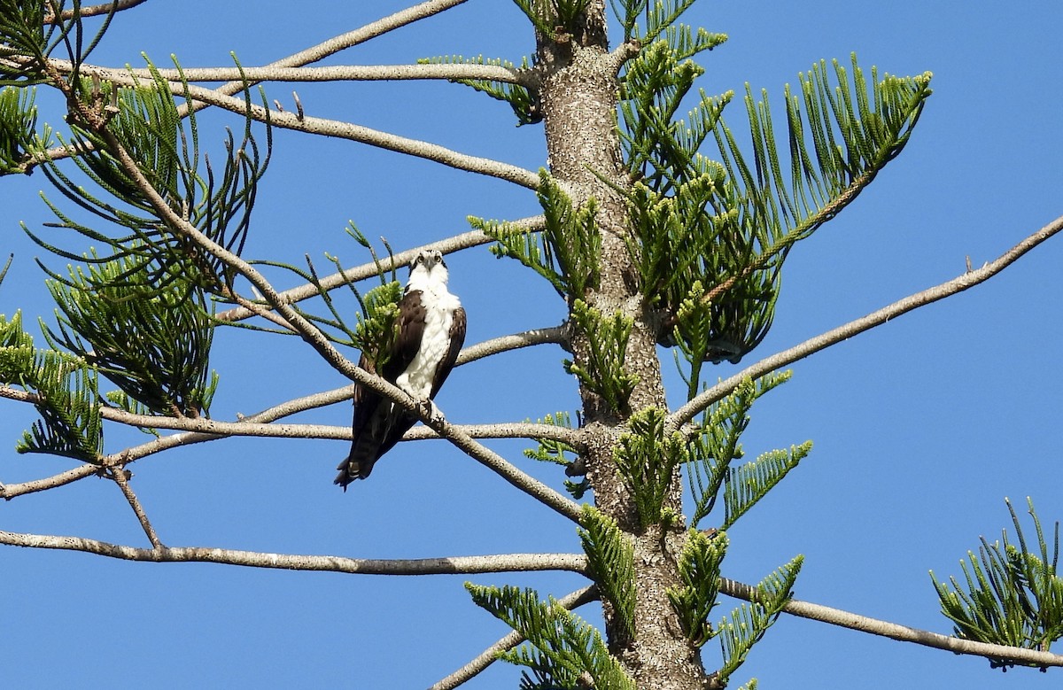 Osprey - ML642867372