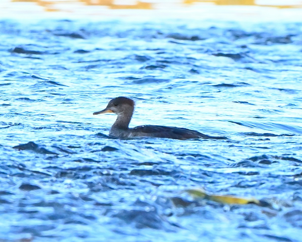 Hooded Merganser - ML642867375
