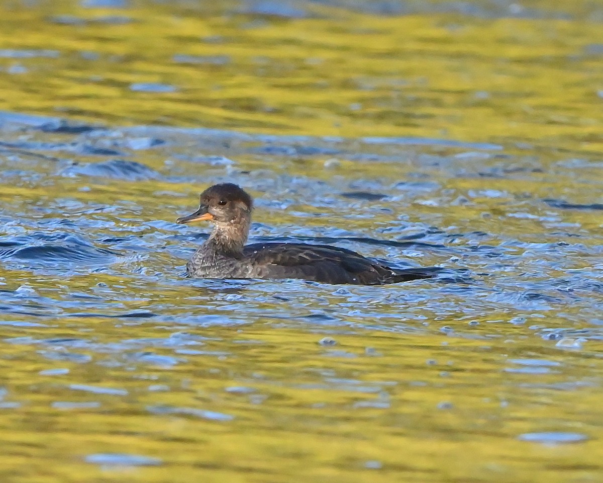 Hooded Merganser - ML642867376