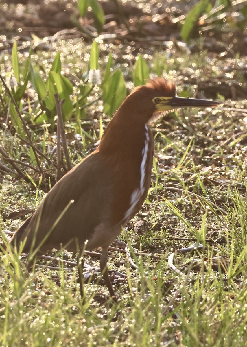 Rufescent Tiger-Heron - ML642867381