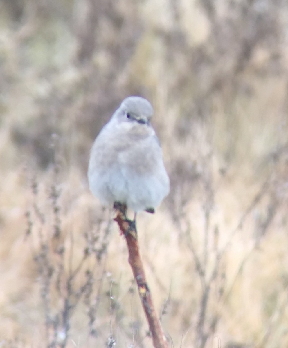 Mountain Bluebird - ML642867383
