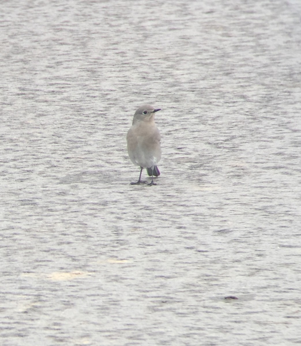 Mountain Bluebird - ML642867384
