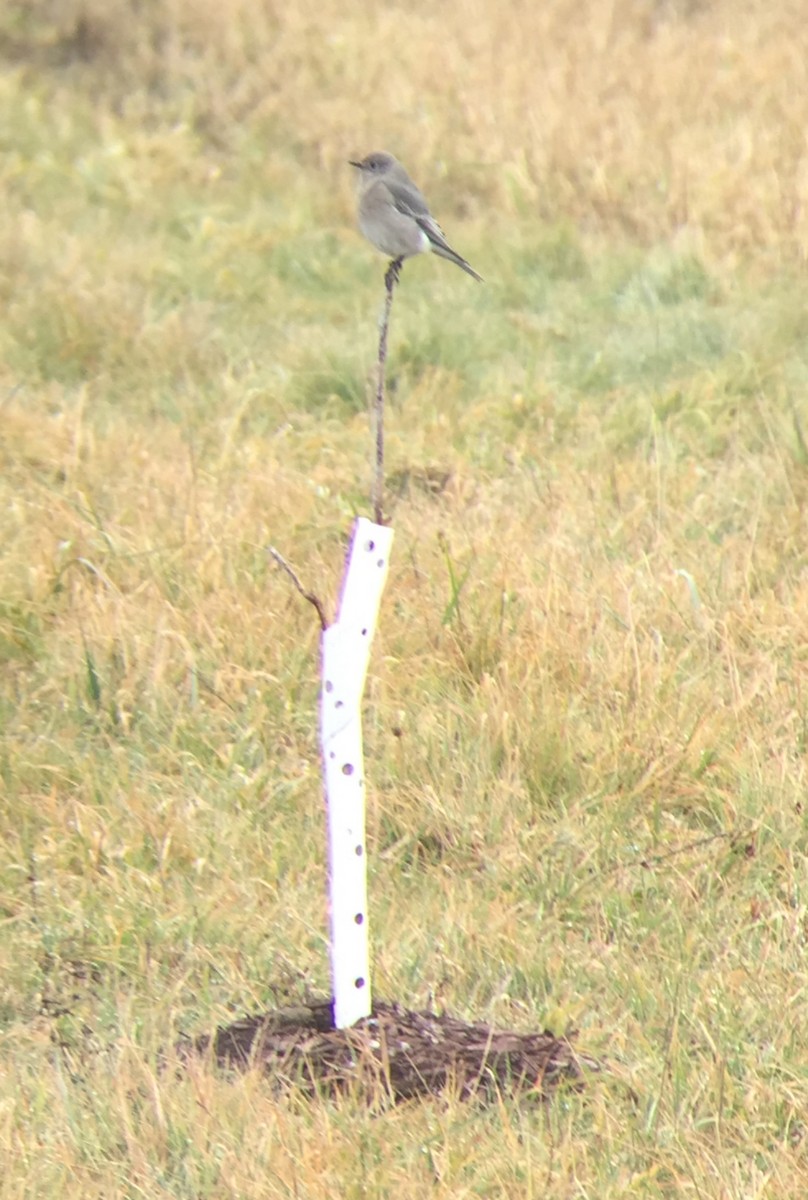 Mountain Bluebird - ML642867385
