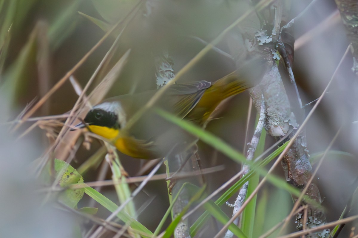 Weidengelbkehlchen - ML642867400