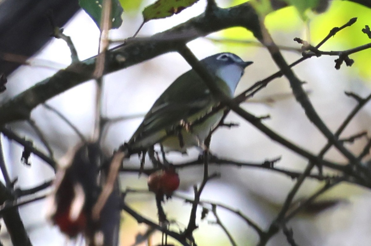 Blue-headed Vireo - ML642867403