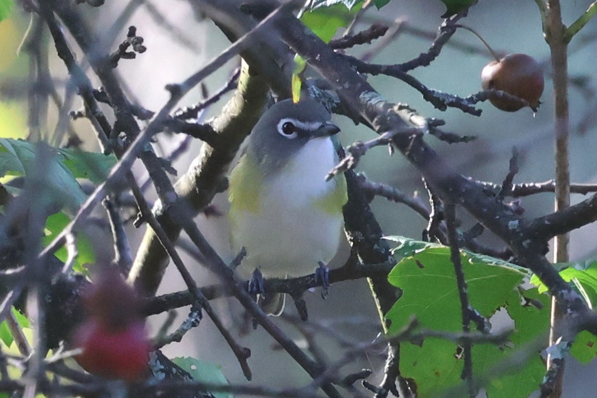 Blue-headed Vireo - ML642867404