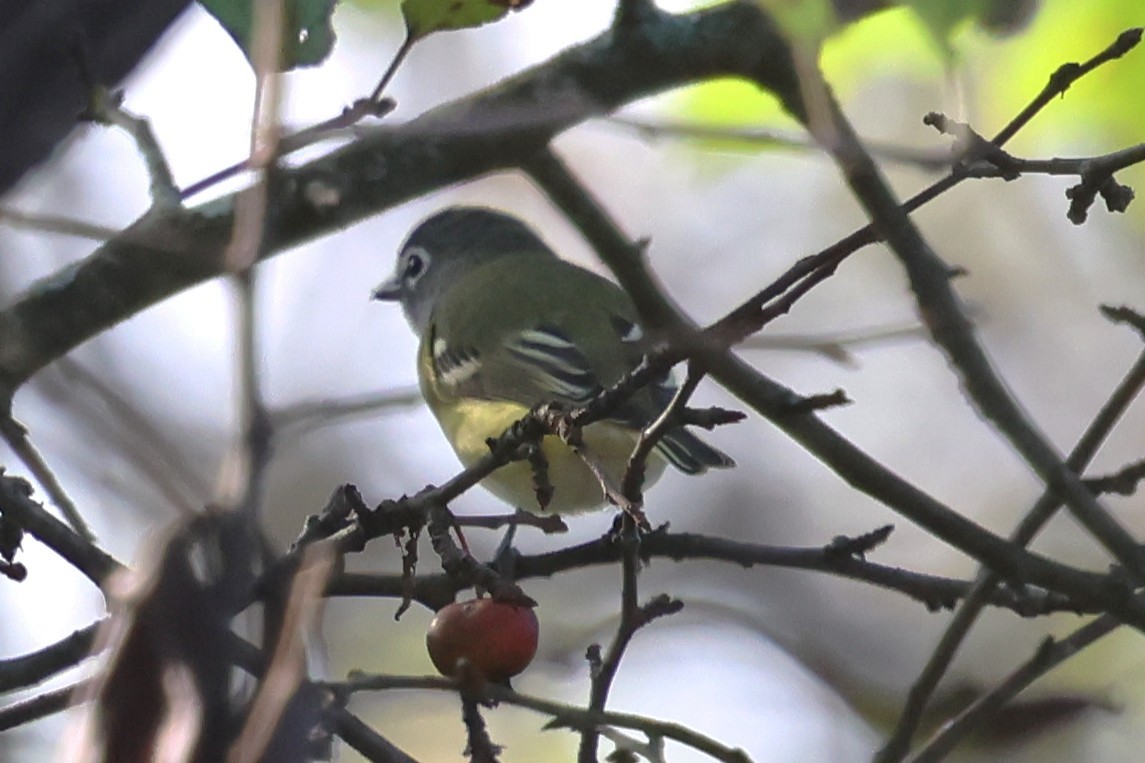 Blue-headed Vireo - ML642867405