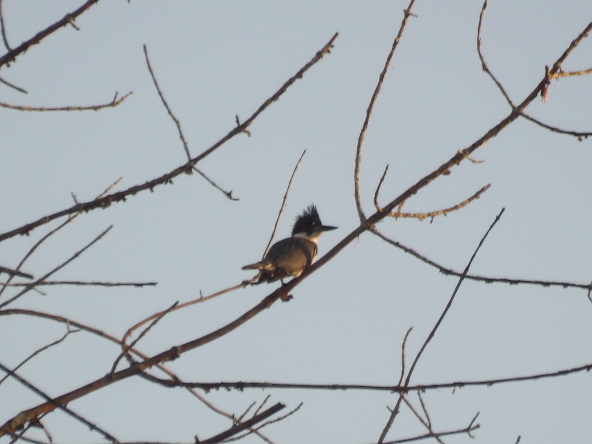 Belted Kingfisher - ML642867407