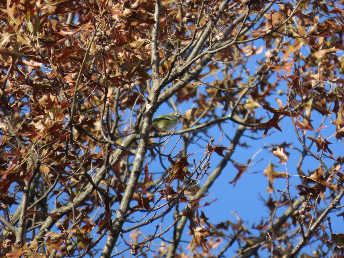 Blue-headed Vireo - ML642867408