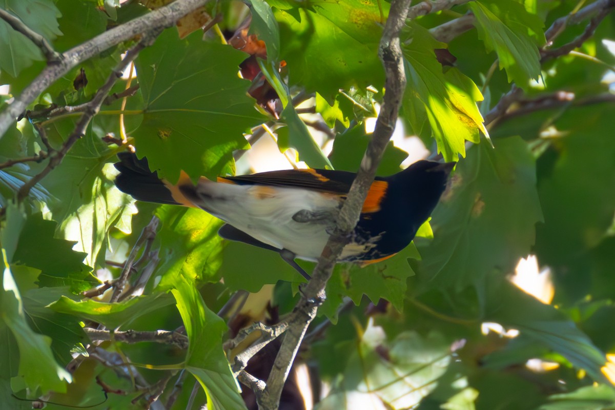 Rotschwanz-Waldsänger - ML642867410