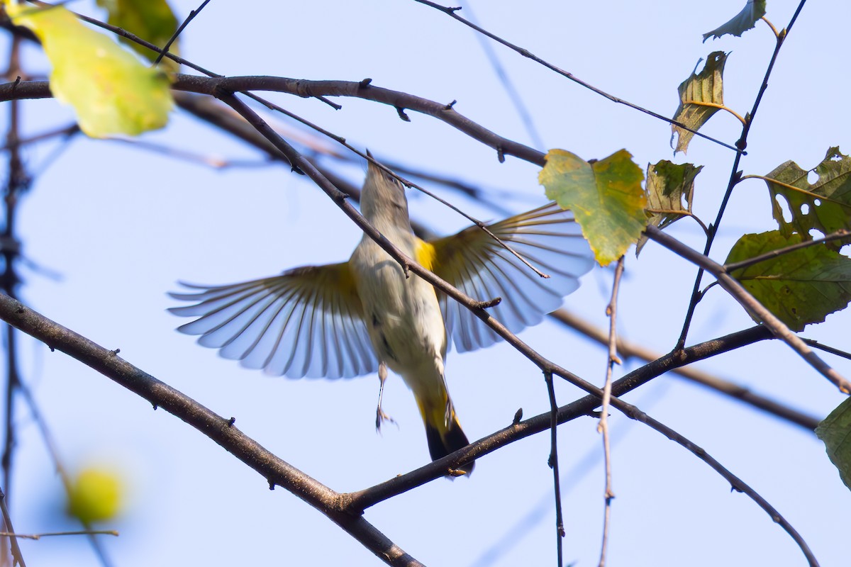 Rotschwanz-Waldsänger - ML642867411