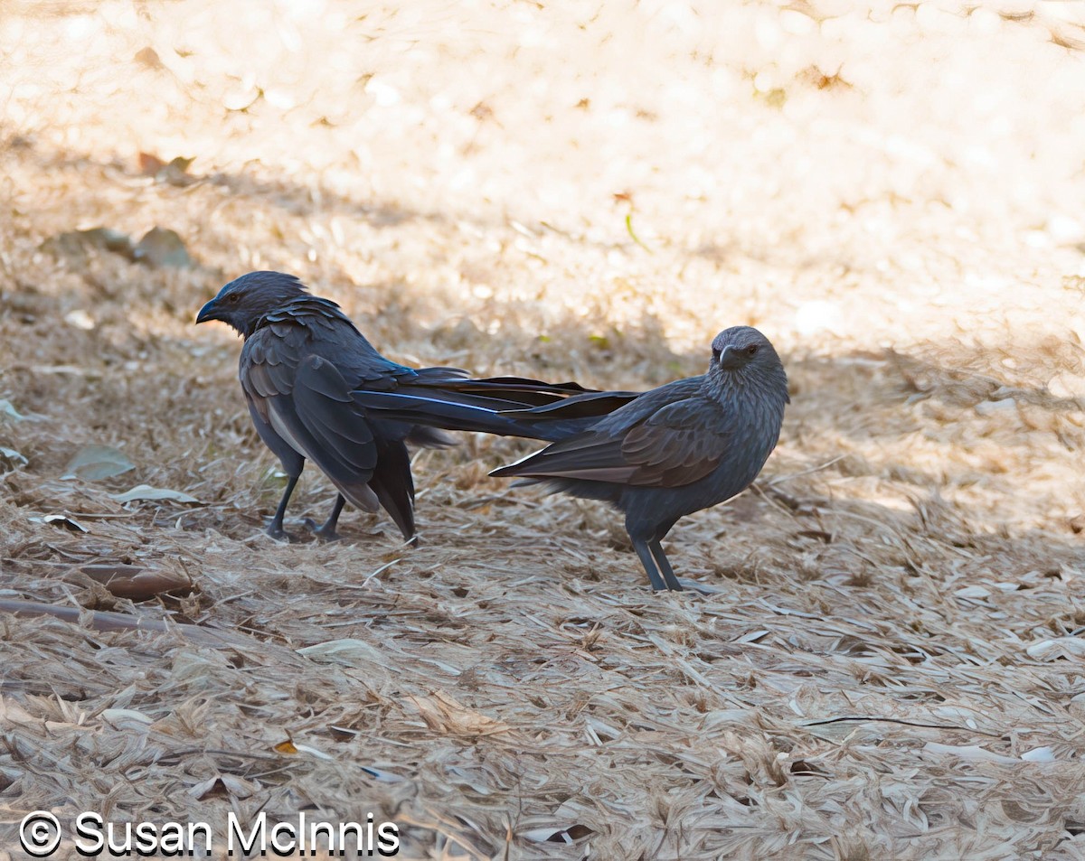 Apostlebird - ML642867415