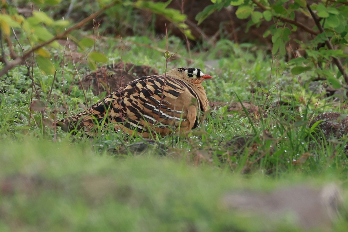 Painted Sandgrouse - ML642867420