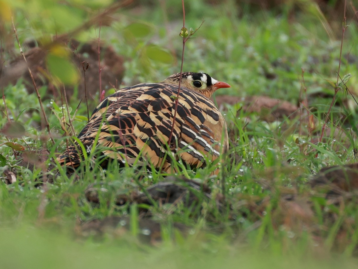 Painted Sandgrouse - ML642867421