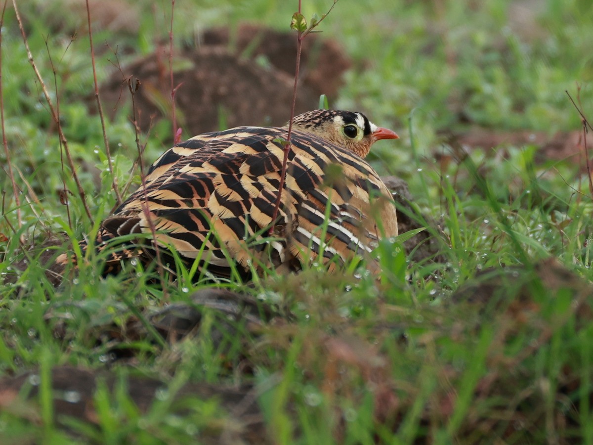 Painted Sandgrouse - ML642867422