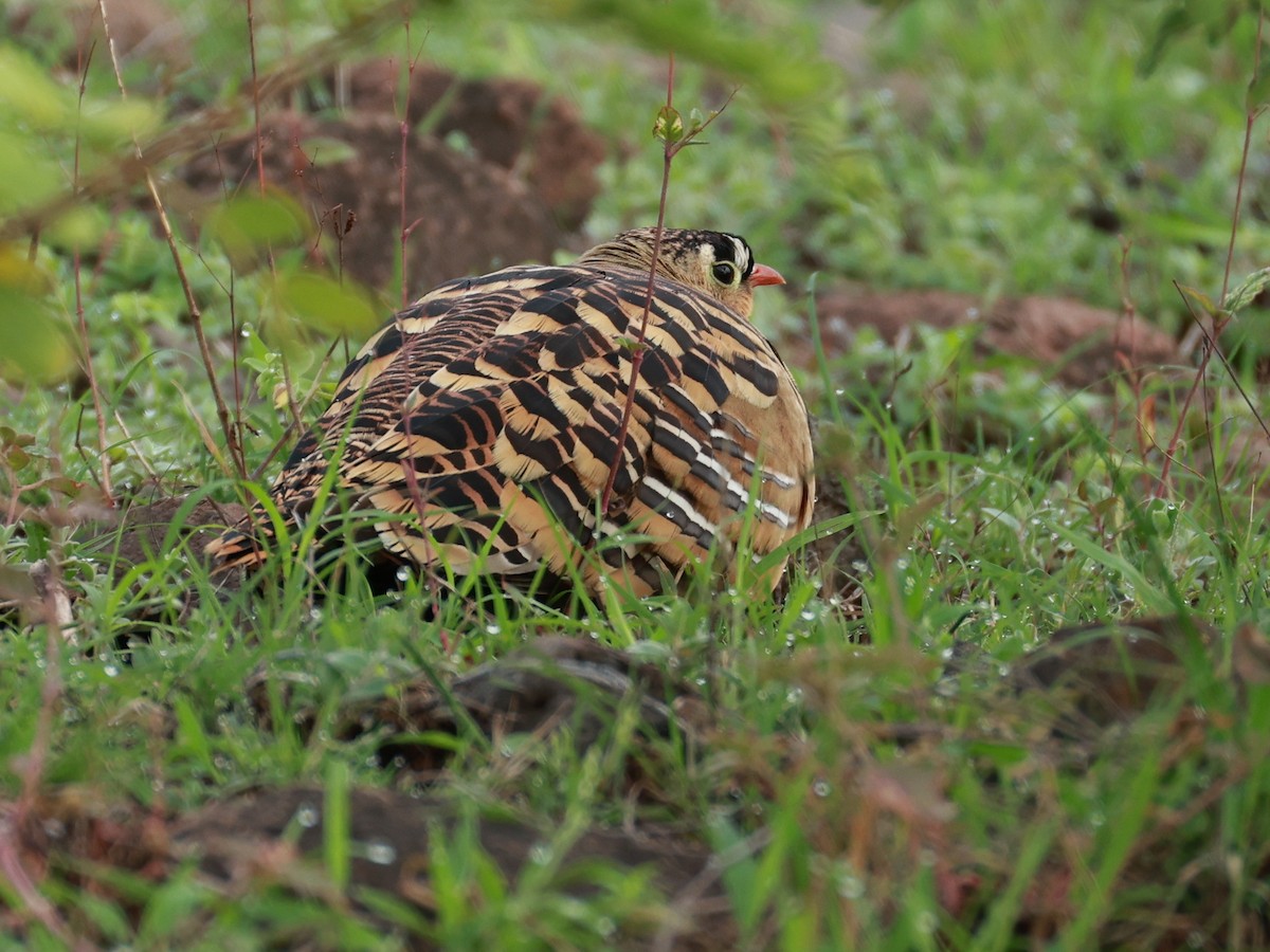 Painted Sandgrouse - ML642867423