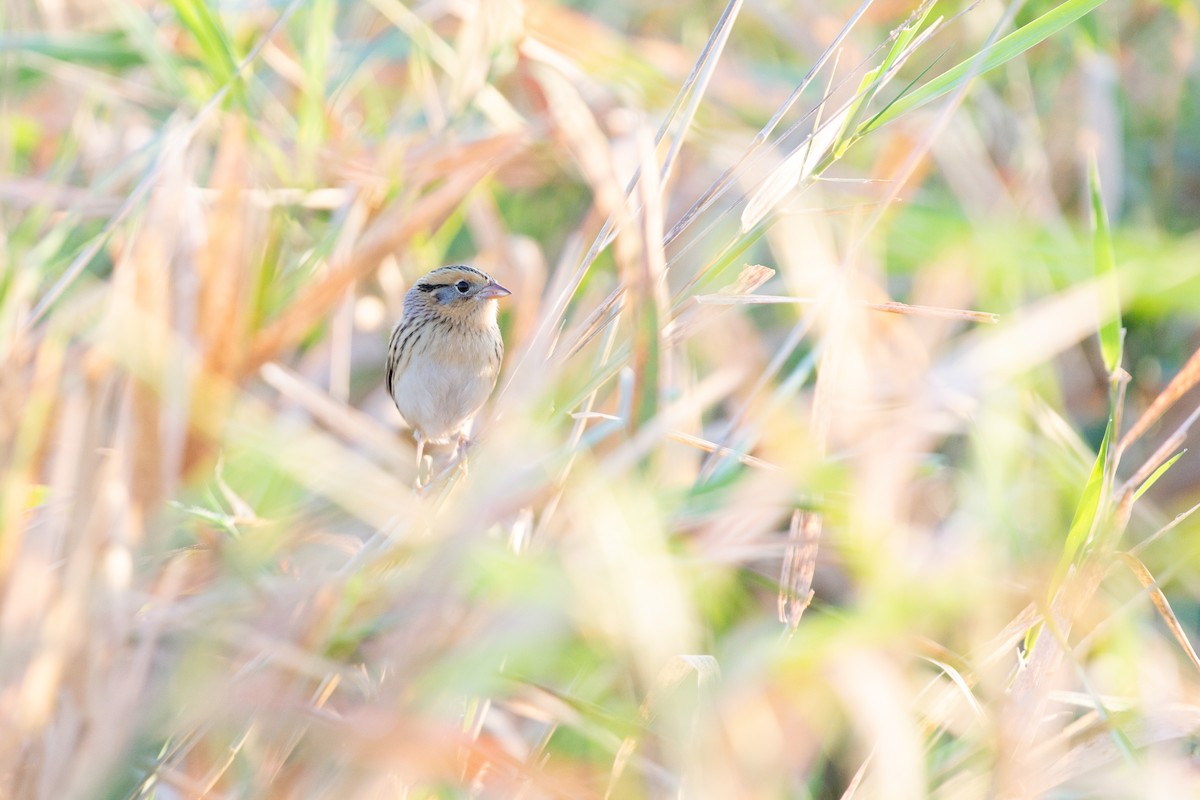 LeConte's Sparrow - ML642867426