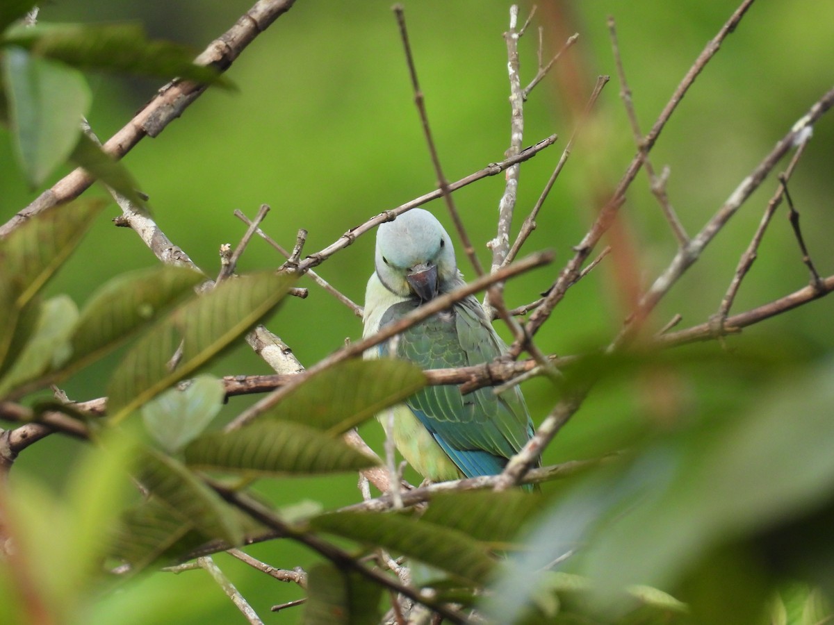 Malabar Parakeet - ML642867430