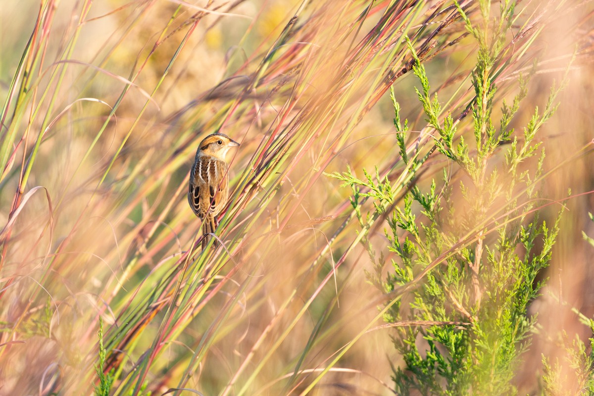 Nelson's Sparrow - ML642867432